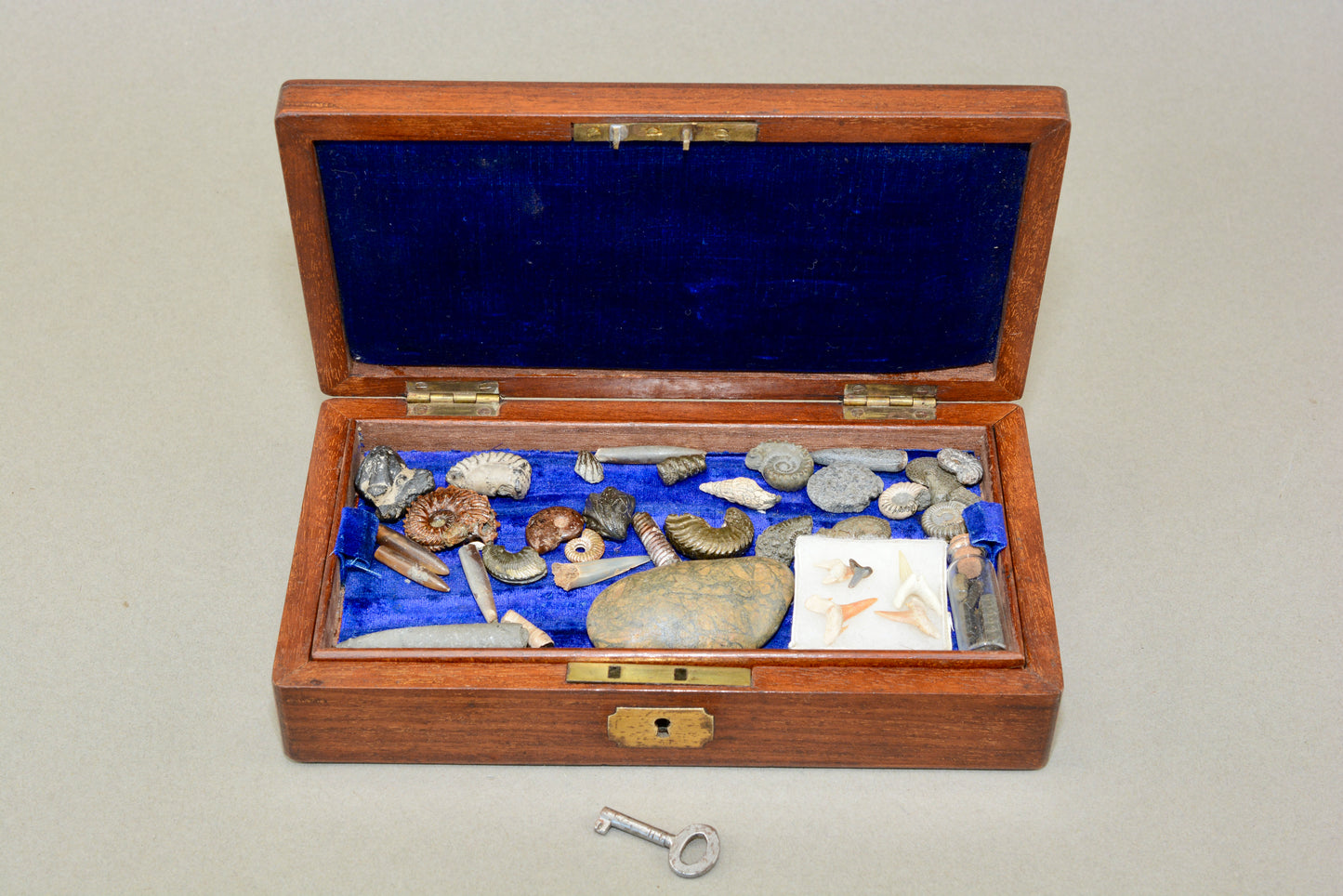 A Victorian gentlemans fossil collection in mahogany box