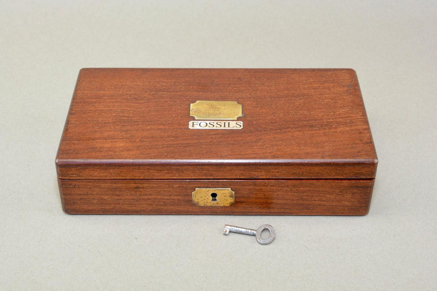 A Victorian gentlemans fossil collection in mahogany box