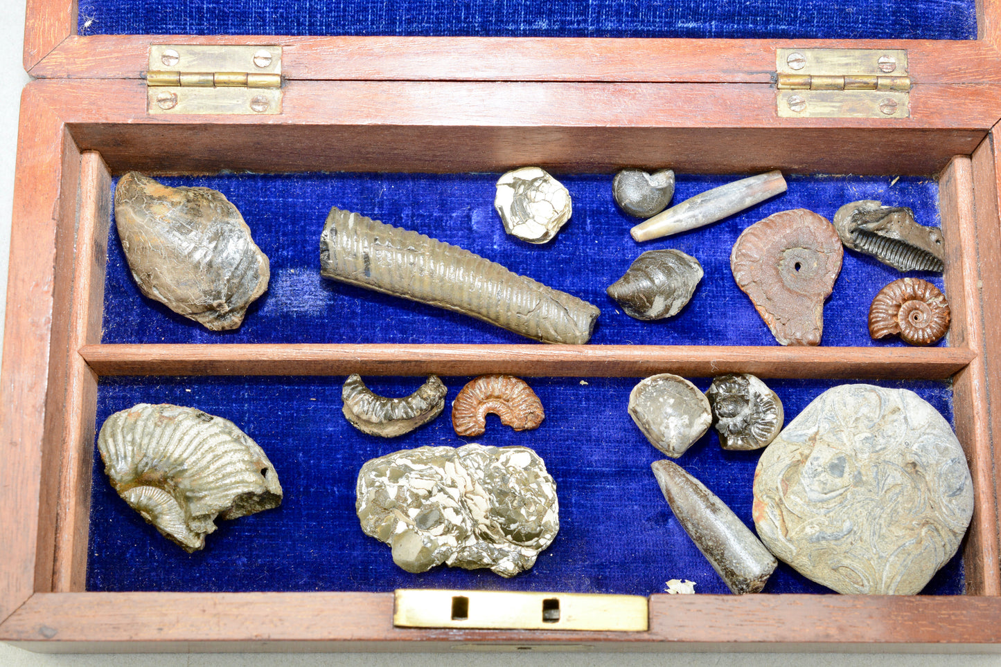 A Victorian gentlemans fossil collection in mahogany box