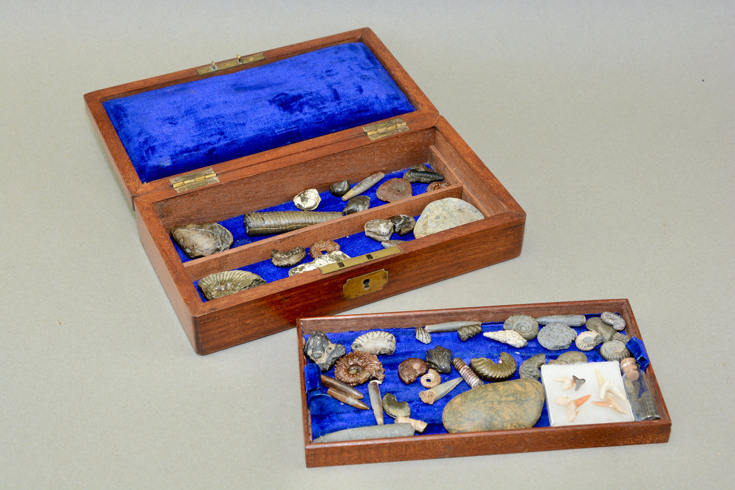 A Victorian gentlemans fossil collection in mahogany box
