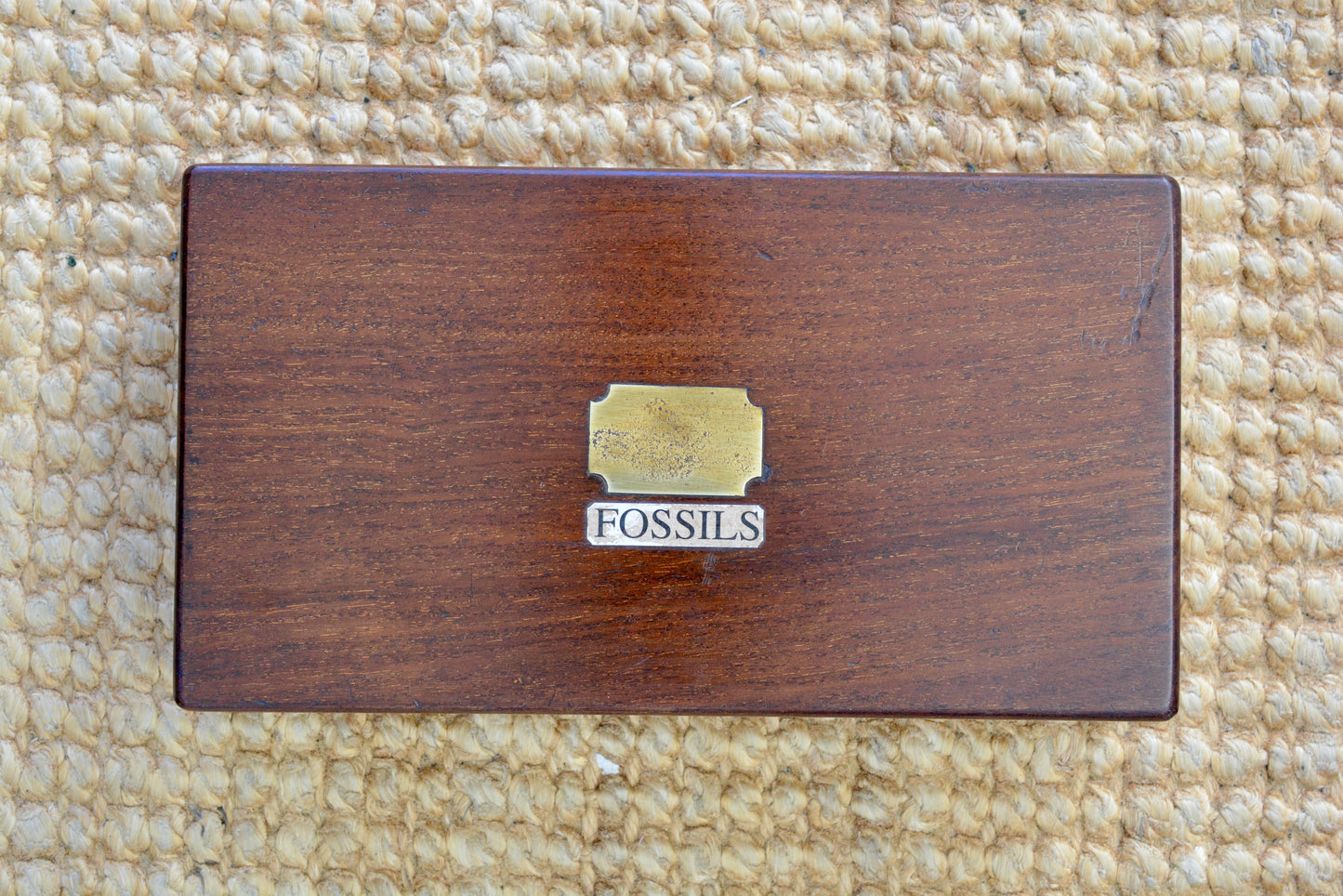 A Victorian gentlemans fossil collection in mahogany box