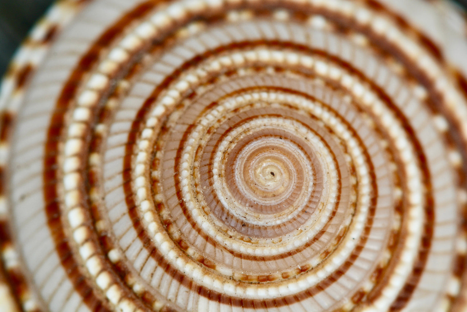 SHELL
