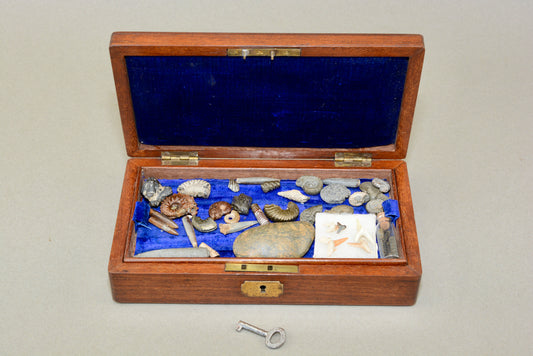 A Victorian gentlemans fossil collection in mahogany box