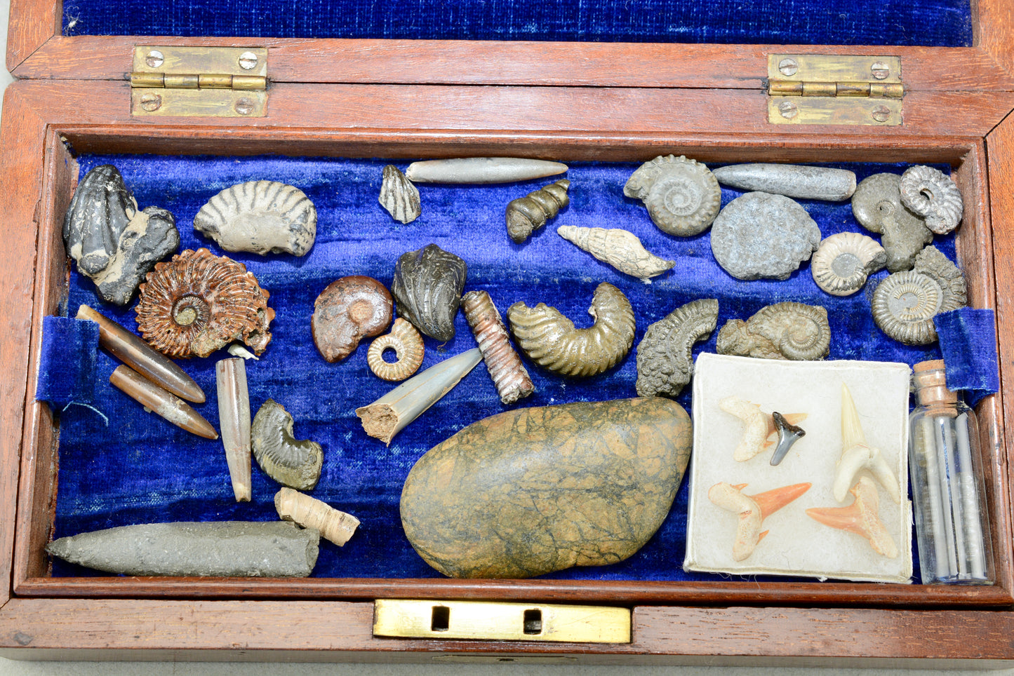 A Victorian gentlemans fossil collection in mahogany box