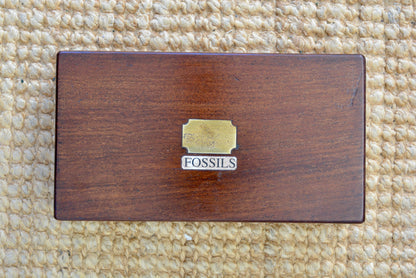 A Victorian gentlemans fossil collection in mahogany box
